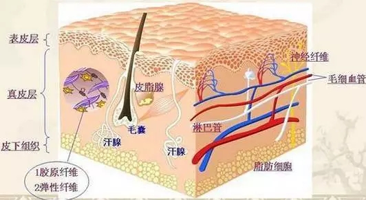 网格美塑修复王